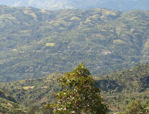Minera de Cobre